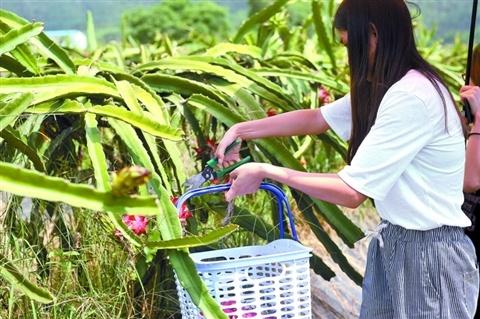 如何布局觀光休閑農業 后園這幾點原則要掌握