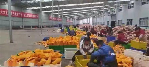 貴州畢節(jié)農產品走出國門 織金南瓜海外受熱捧