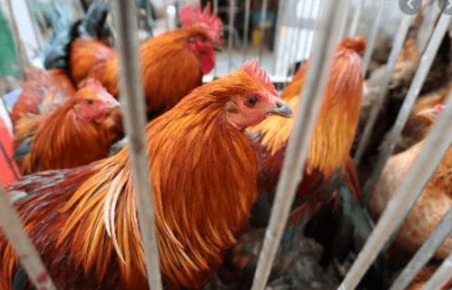 香港暫停從法國(guó) 英國(guó) 德國(guó)和韓國(guó)部分地區(qū)進(jìn)口禽肉及禽類產(chǎn)品